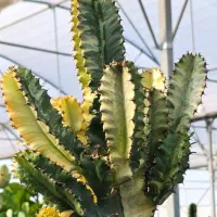 افوربیا اینجنس (کلکسیونی)