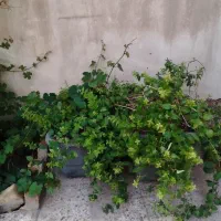 یاس امین الدوله