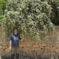 نهال و بذر پیچک رونده نیلوفر مصری زود رشد مقاوم|گل و گیاه طبیعی|شیراز, طلاب|دیوار
