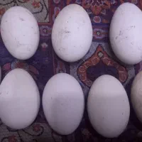 تخم غاز نطفه دار