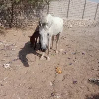 اسب مادیان ارام|اسب و تجهیزات اسب‌سواری|قشم, |دیوار