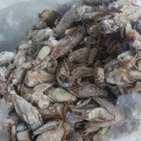 موجوادت زنده