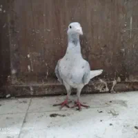 3 تا ماده سرور سوسکی