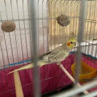 عروس هلند ی بندر دیر