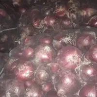 تامین پیاز قرمزوطلائی لوکس بناب برای صادرات|عمده‌فروشی|بناب, |دیوار