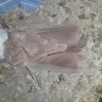 دمزرد|پرنده|رفسنجان, |دیوار