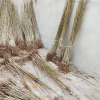 نهال این اندازه 10تومان