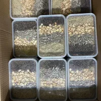 معجون ۸۰۰ گرم