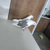دوبالی نر و ماده جوان ۱۵۰۰