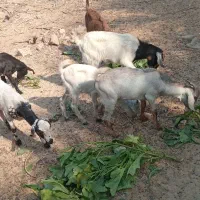 سه عدد کهر نر و سه عدد گیسه ویک عدد بز آبستن|حیوانات مزرعه|بندرعباس, |دیوار