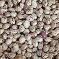 لوبیا چیتی پاک کرده