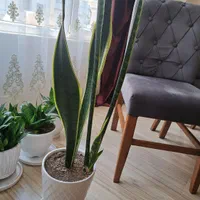 ۹ عدد گل سانسوریا|گل و گیاه طبیعی|رشت, بلوار گیلان|دیوار