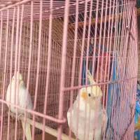 گمشده عروس هلندی گل باقالی