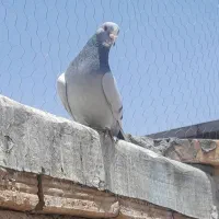 کفتر