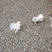 کبوتر