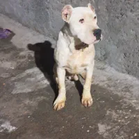 دگو‌آرژانتین‌۷ماهه