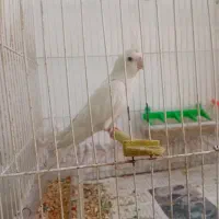 یک جفت عروس هلندی مولد با جوجه