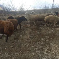 میش|حیوانات مزرعه|خرمآباد, |دیوار