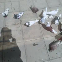 سلامبهعشقبازها۲۴تاکبوتر