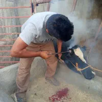 شاخ سوزی با انبر