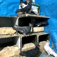 کفتر|پرنده|کاشان, پشت شهربانی|دیوار