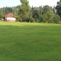 ویلای قدیمساز جنگلی ۱۲هزار متری ، رضوانشهر|فروش زمین و ملک کلنگی|رضوانشهر, |دیوار