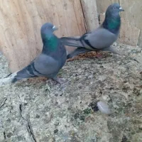 سبز ملقی ماده.|پرنده|بم, |دیوار