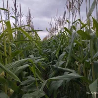 فروش علوفه ذرت