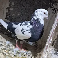 کبوتر|پرنده|اسلامآباد غرب, |دیوار