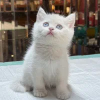 جوجه بریتیش|گربه|تهران,  امام زاده قاسم (نیاوران)|دیوار