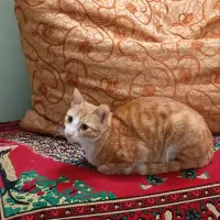 گربه برای واگذاری|گربه|بابل, |دیوار