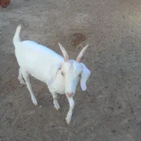 بزغاله|حیوانات مزرعه|نصر آباد, |دیوار