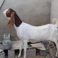 بزآبستن وخروس لاری اصل