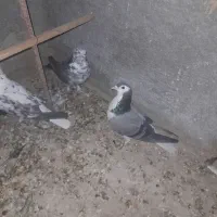 کبوتر بدرنگ