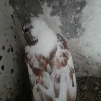 چیتی وقرمز|پرنده|اردبیل, |دیوار