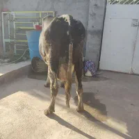 فروش گاو|حیوانات مزرعه|خوی, |دیوار