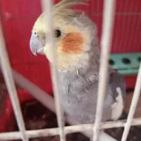 چهار عدد عروس هلندی سخنگو نرو ماده قیمت توافقی|پرنده|سراب, |دیوار