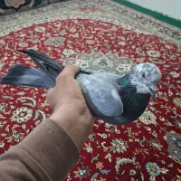 کبوترسالم پرشی