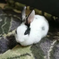 خرگوش بازیگوش