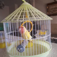 دو تا پرنده نر فروشی