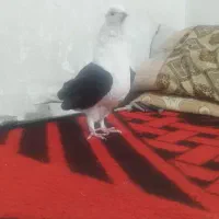 ماده پشت سیاه عطیقه فوق درشت ...۷&۹|پرنده|آبگرم, |دیوار