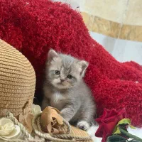 گربه بچه اسکاتیش بریتیش نر و ماده ۱۴تومان|گربه|گرگان, |دیوار