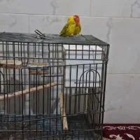 طوطی کوتوله|پرنده|قدس, شهر‌قدس|دیوار