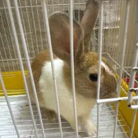 خرگوش بازیگوش