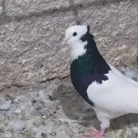 فروش کبوتر طوقی