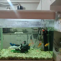 آکواریوم|ماهی|بوشهر, |دیوار