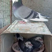 نر شازده با جوجه