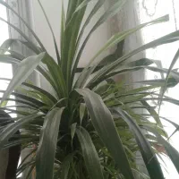 دو عدد گلهای آپارتمانی بزرگ