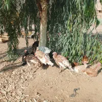 مرغ و خروس و بوقلمون