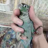 گرینچیک تراکوییس سینگل ویولت و آناناسی دبل رد